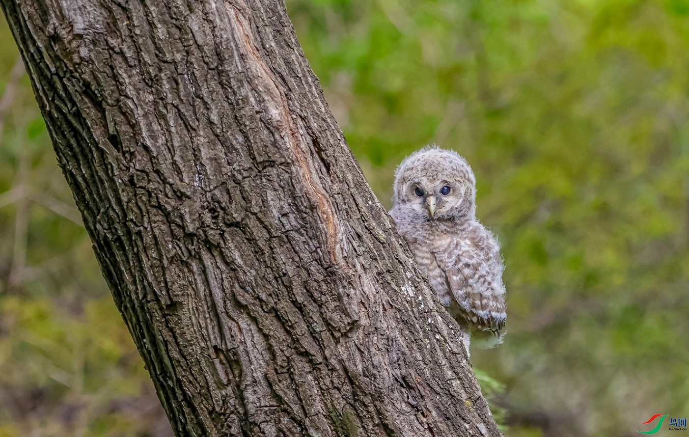 ���˼���ٹ���