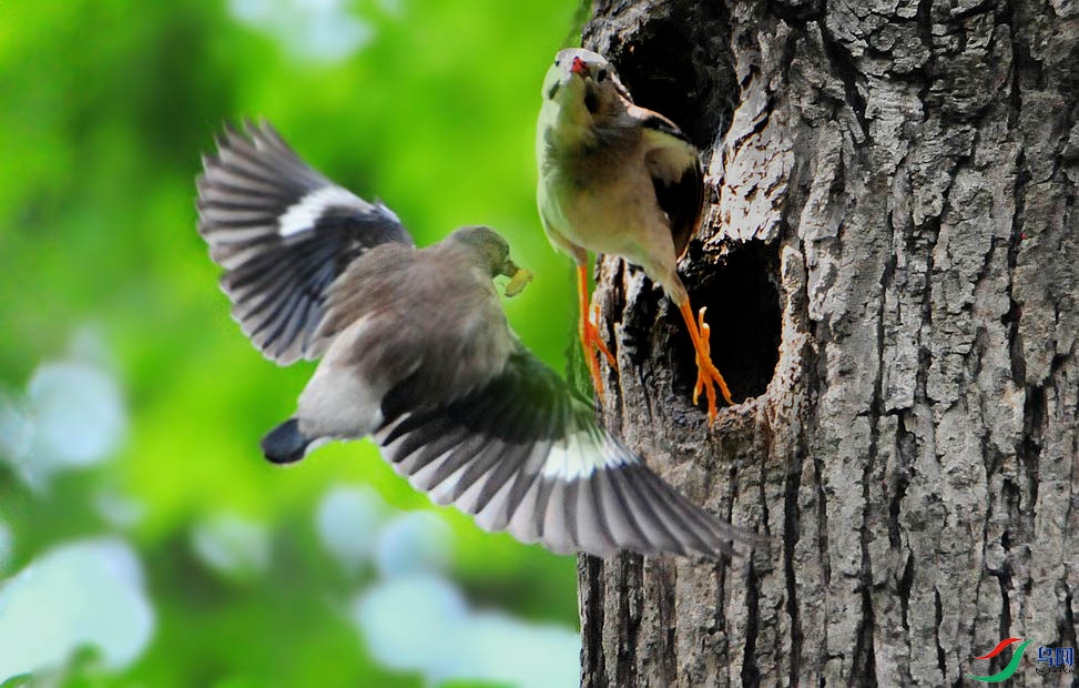 昨日打鸟5月12日