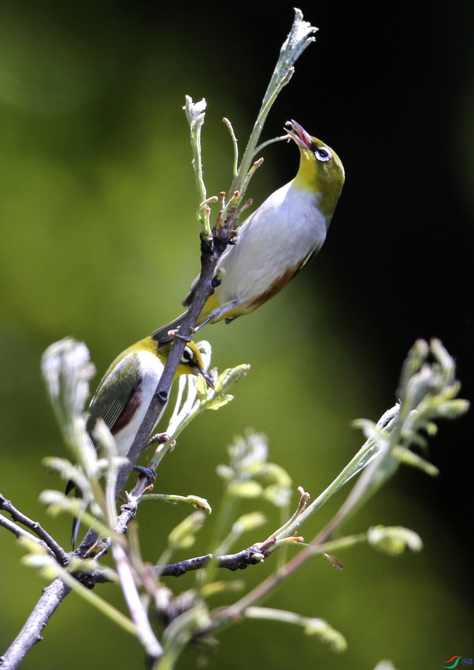 青岛百花苑拍到红胁绣眼鸟