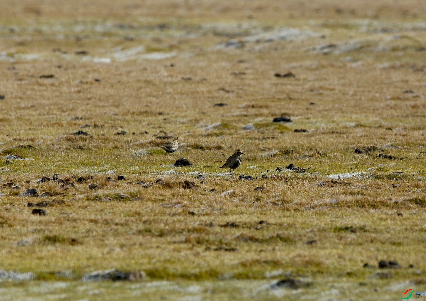 �ڸ�����