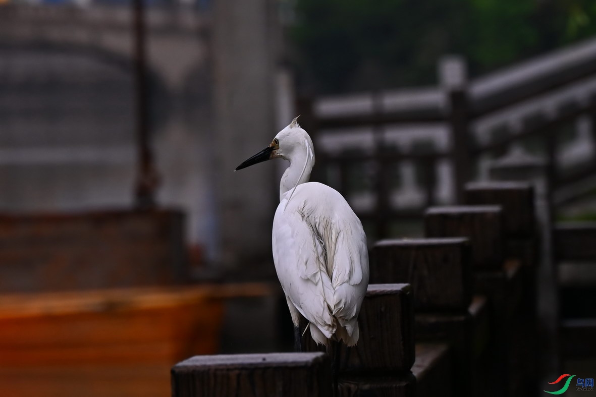 DSC_6589.jpg
