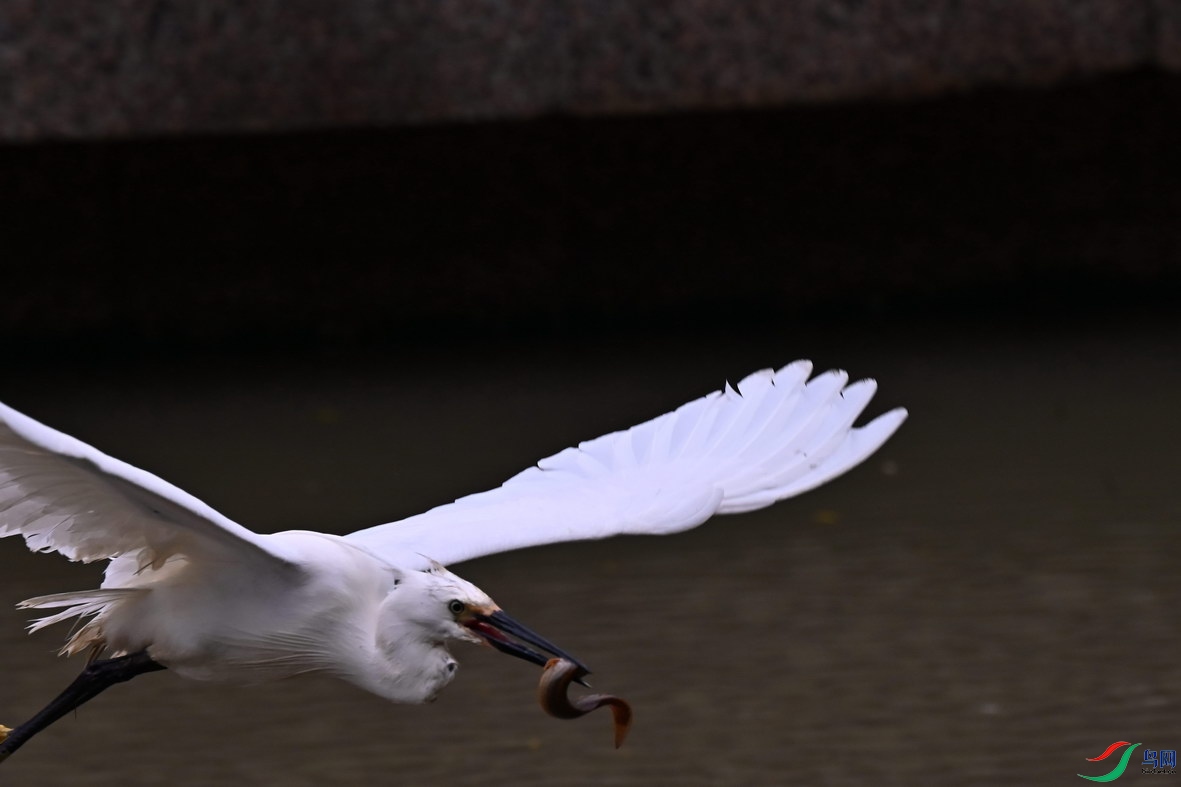 DSC_6585.jpg