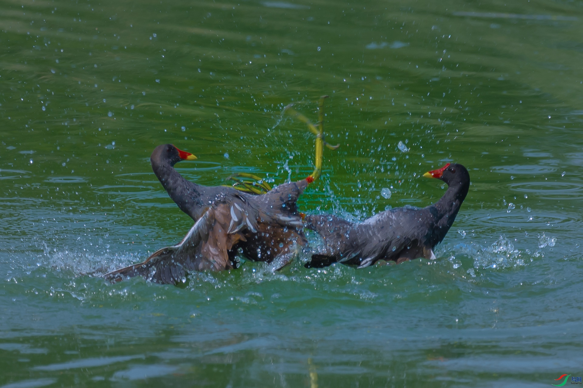 _DSC1675 - ����-1xx.jpg