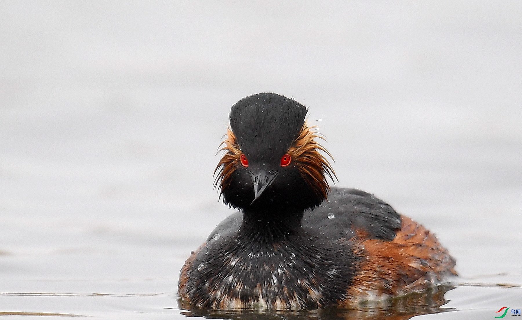 黑颈鸊鷉正面像