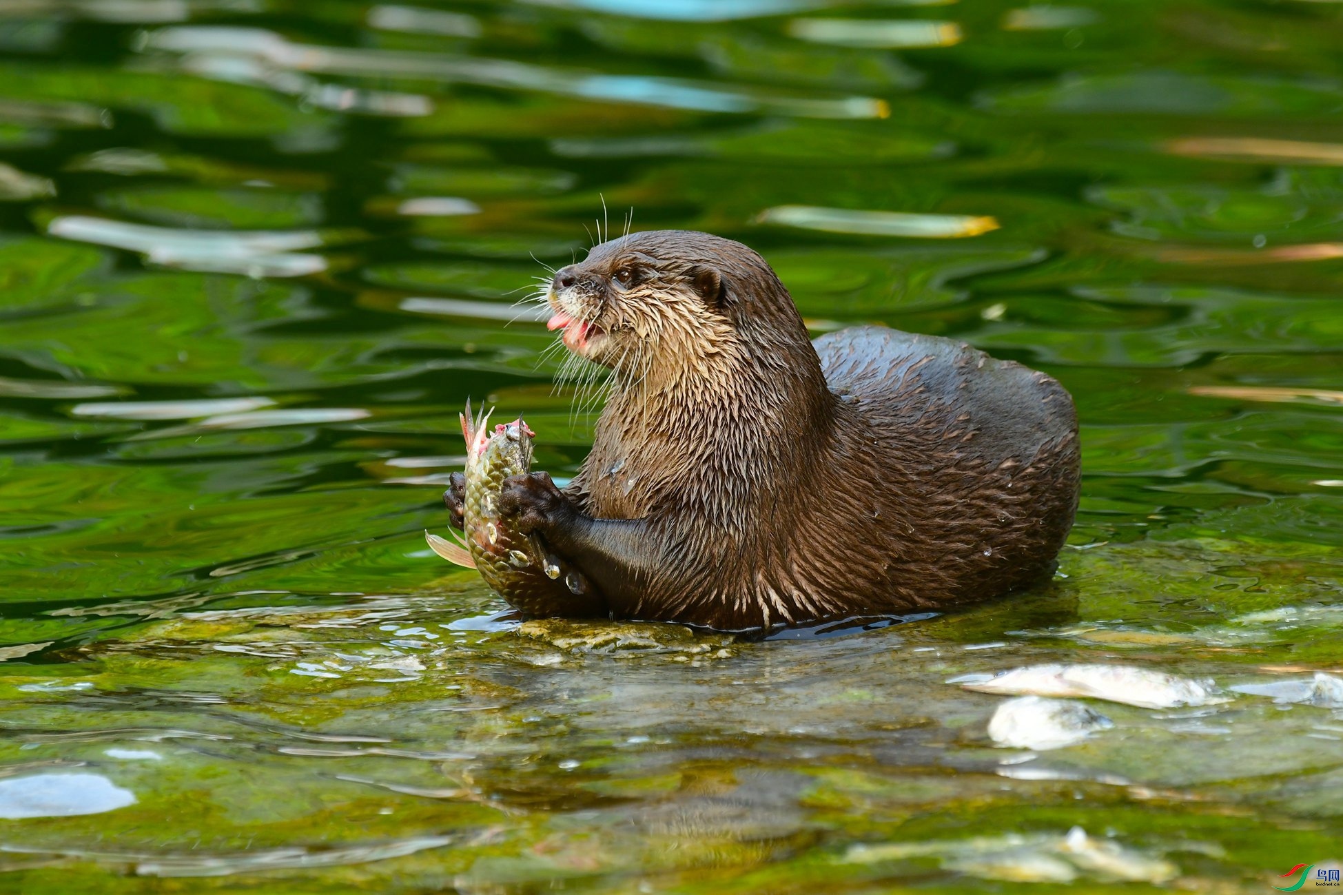 水獭-抱着吃美餐(贺获动物精华)