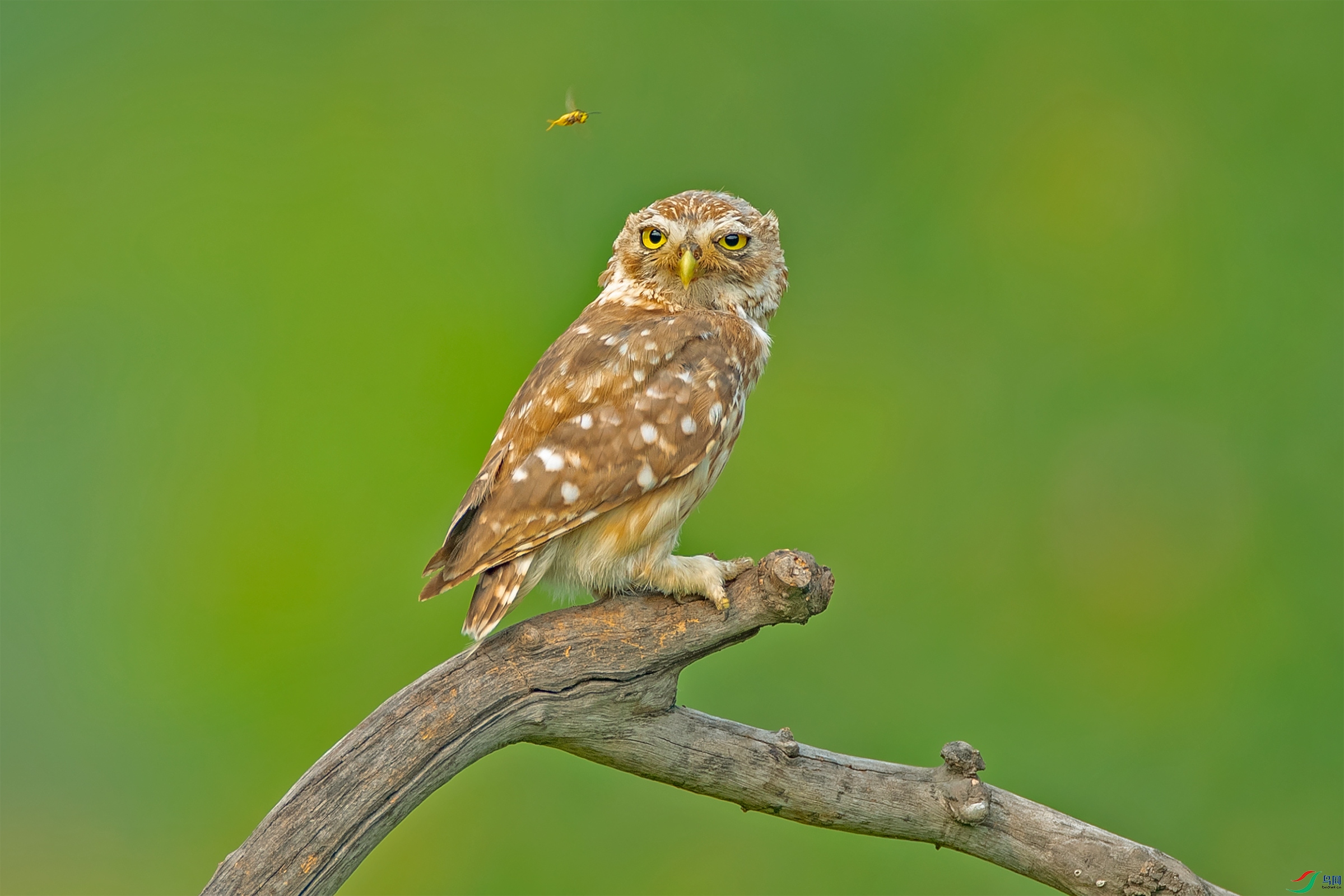 不为所动纵纹腹小鸮