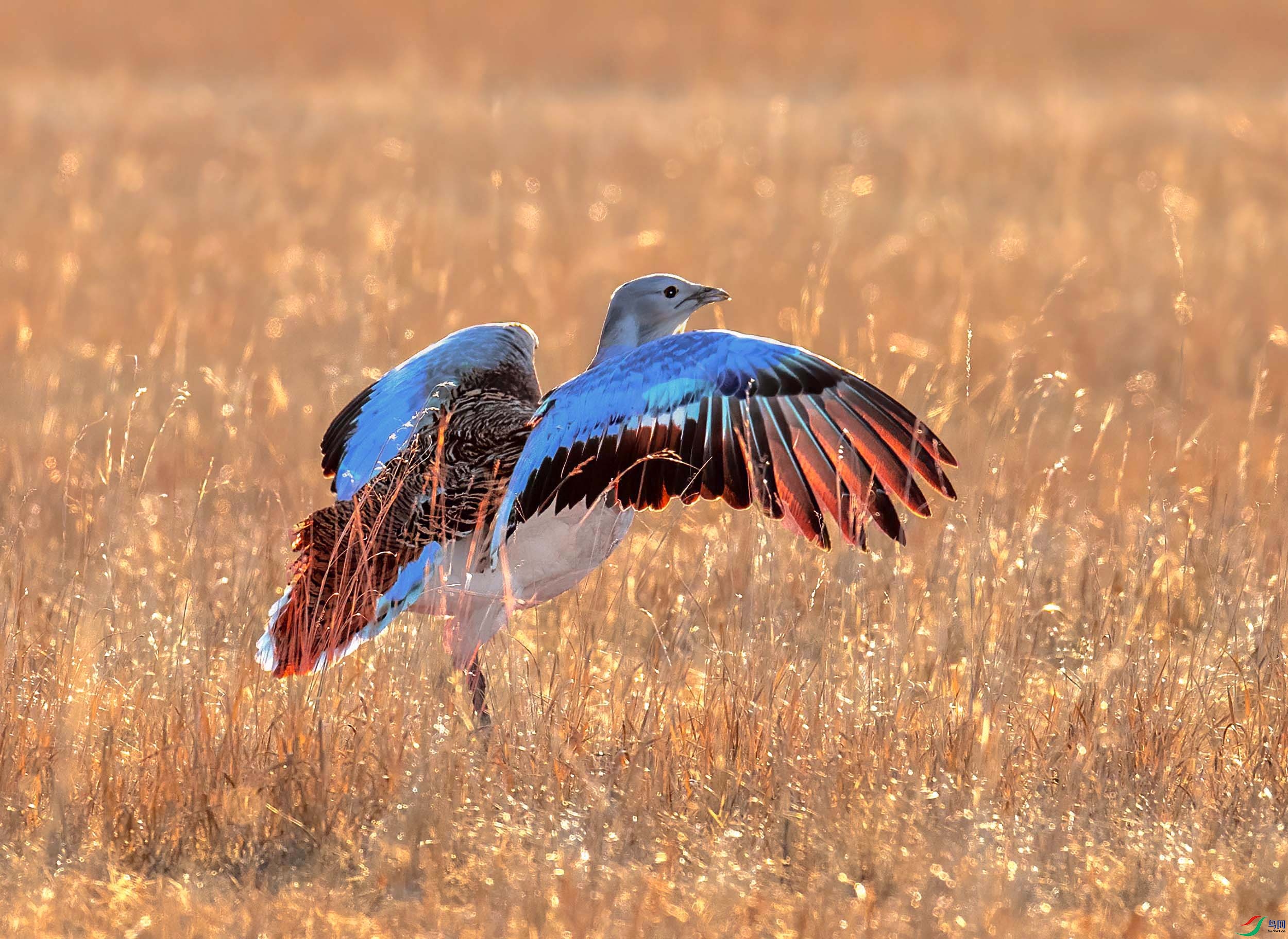晨光下起飞大鸨鸟! 谢谢老师们浏览!