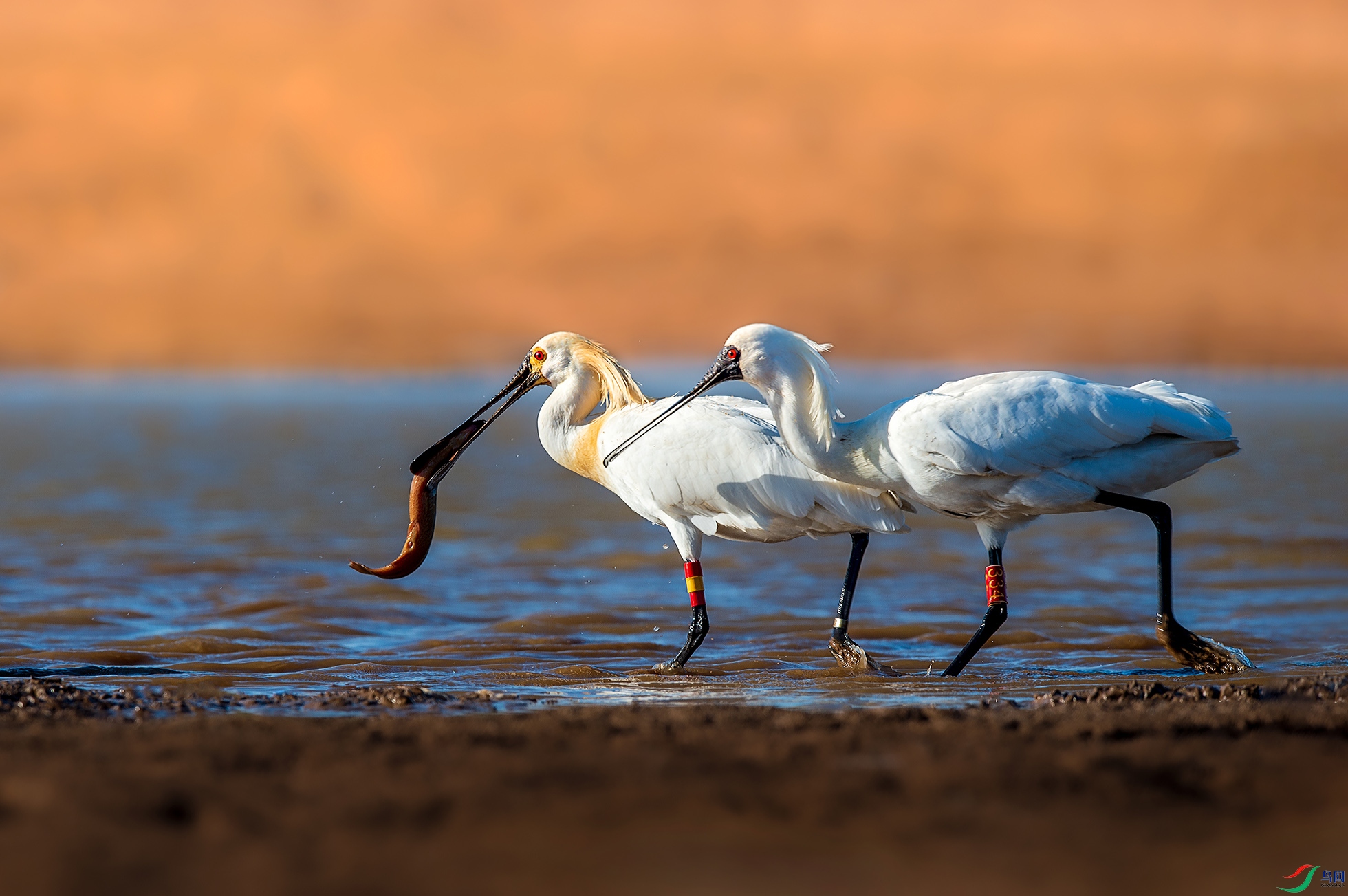 ��ֻ����־  ����.jpg