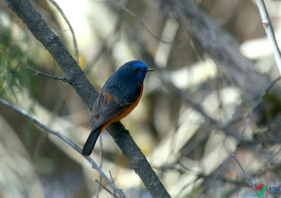 �����β�