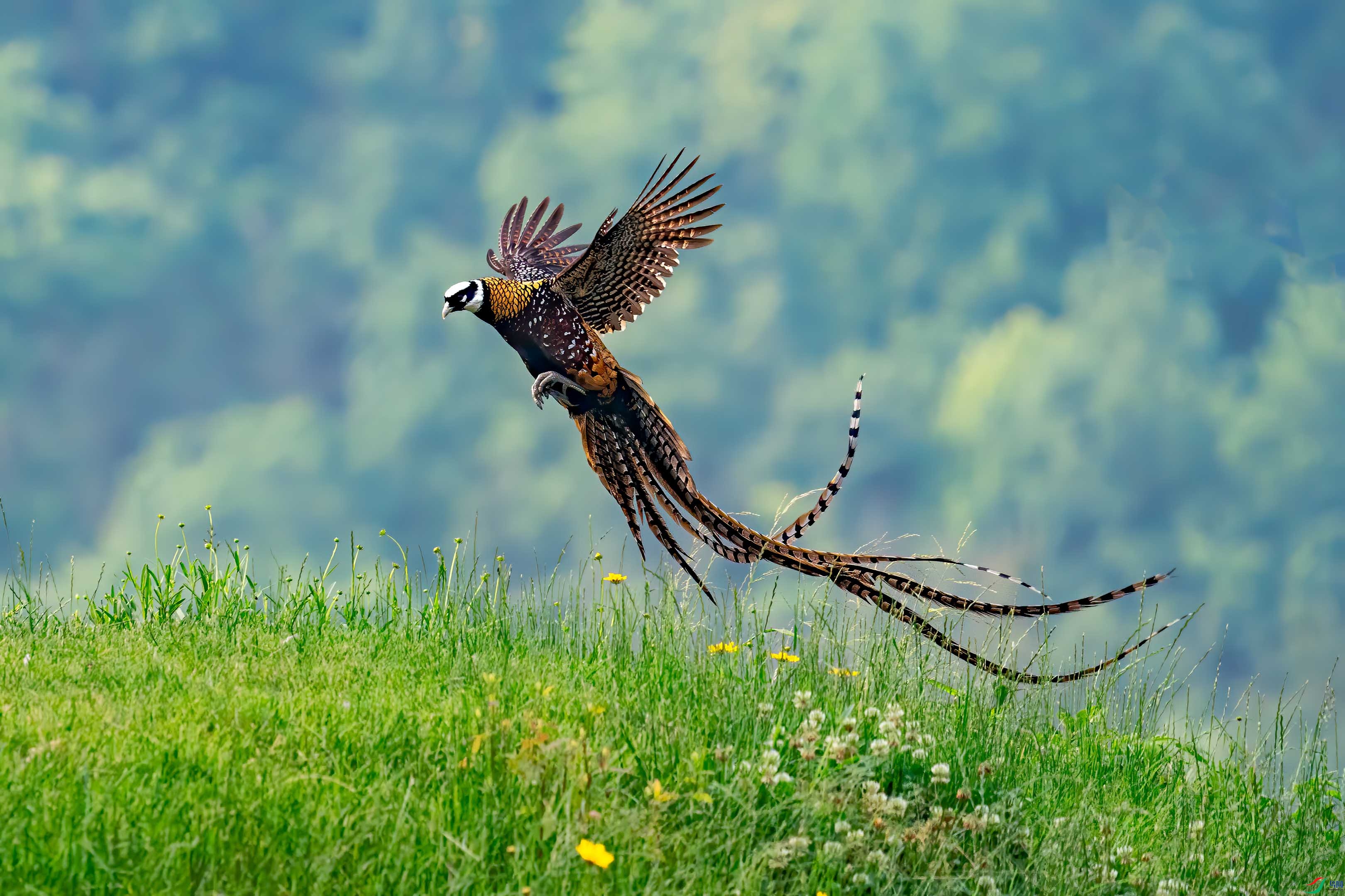20210510董寨白冠长尾雉