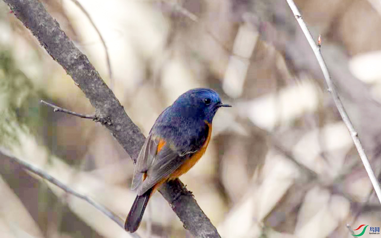 �����β�