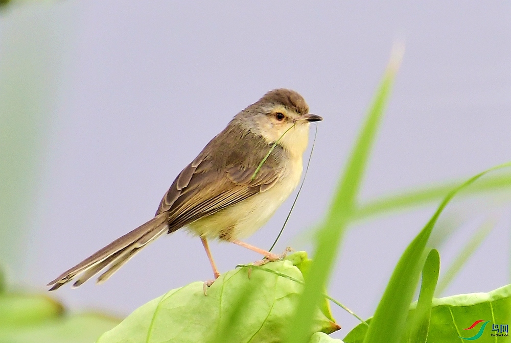 ��ɫɽ��ݺ (4).JPG