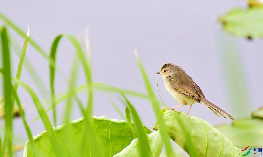 ��ɫɽ��ݺ (5).JPG