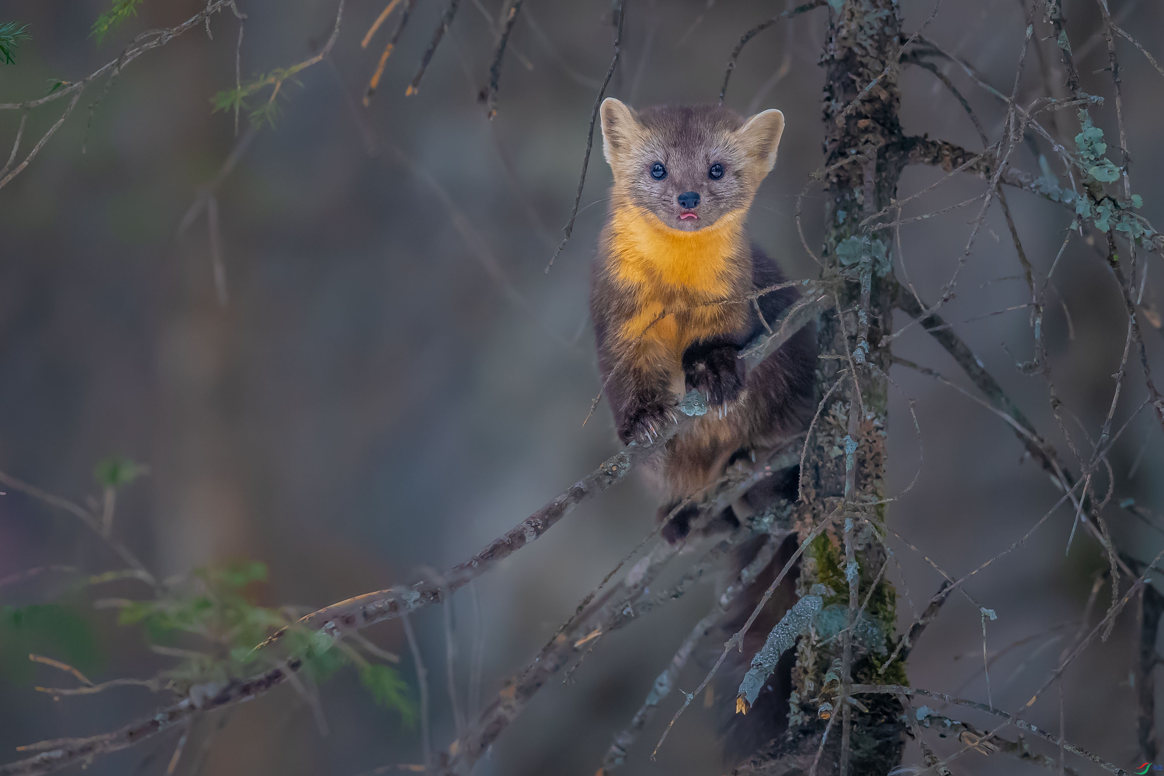 小精灵(祝贺荣获首页动物精华)