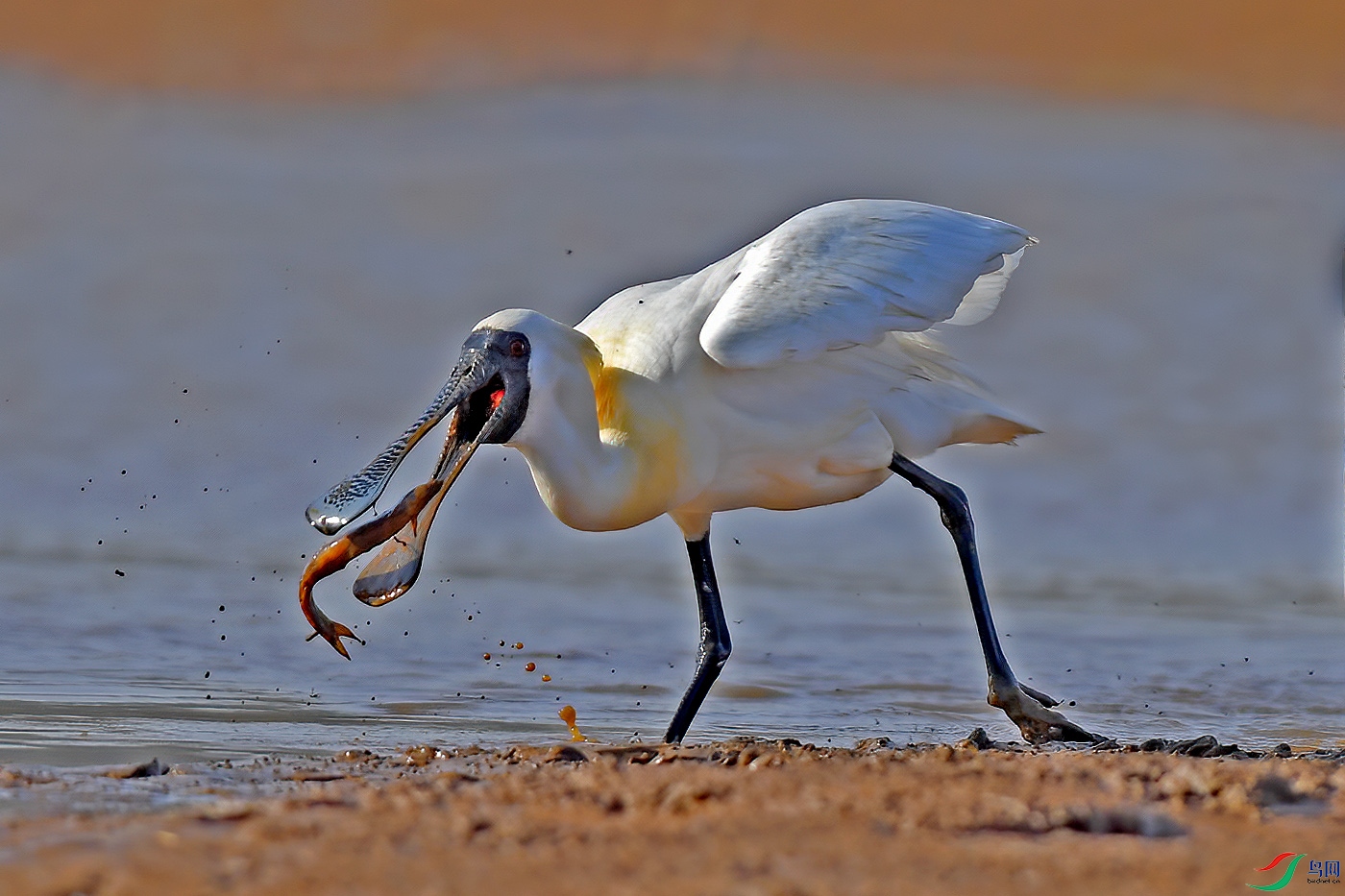DSC_2070bb.jpg