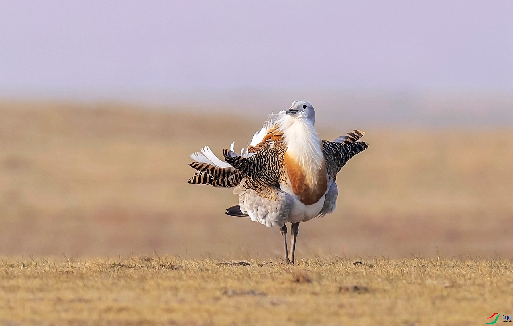 DSC_7035ps_����.jpgps4.jpg