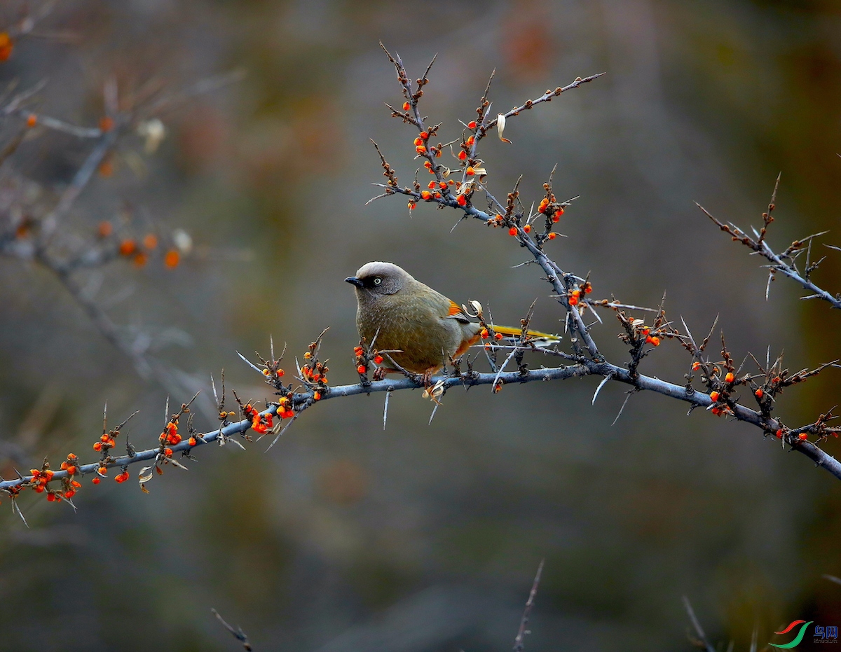 �ȳ�����