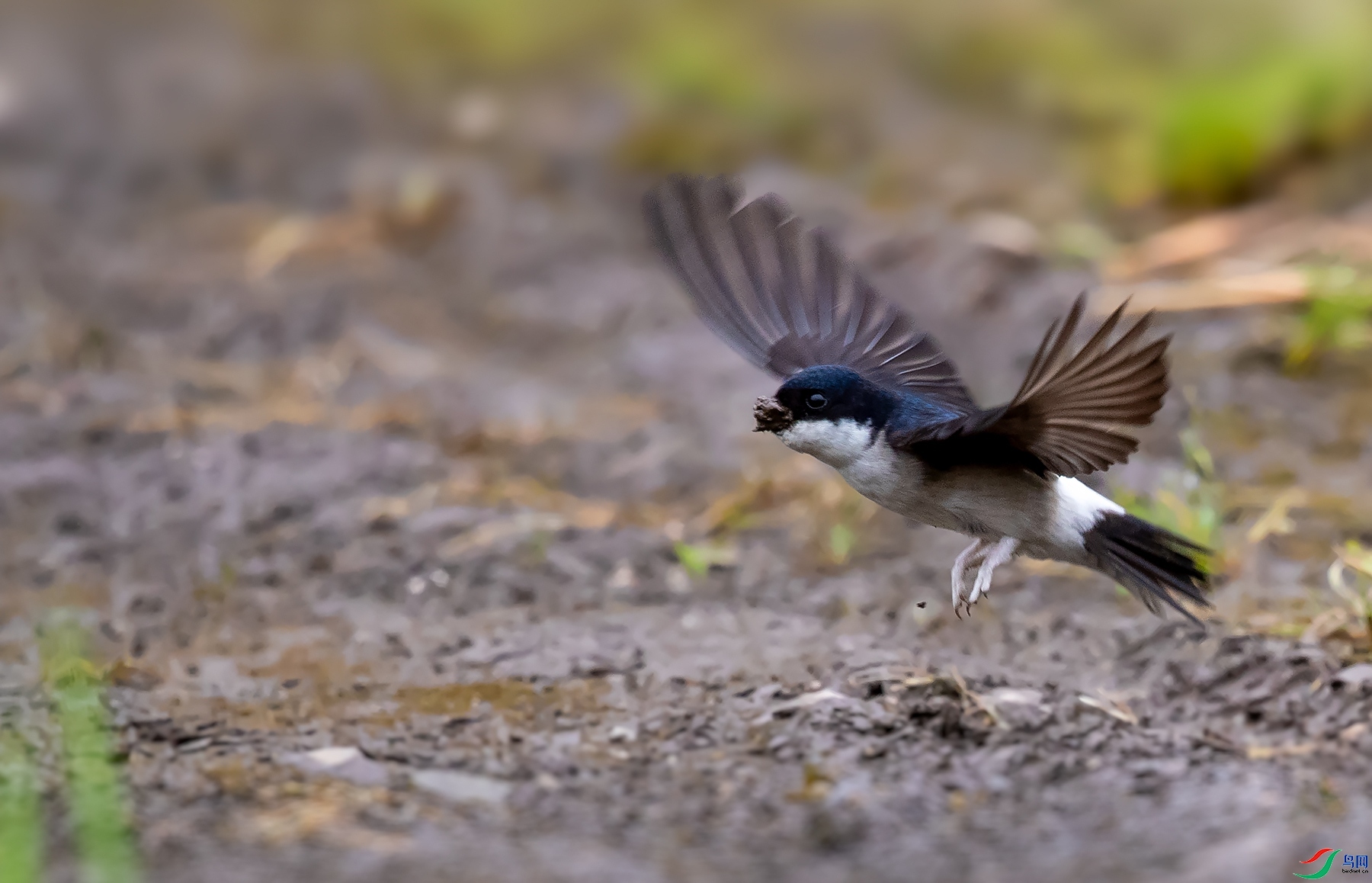 77089  ��ʦ�������Ĵ�ʡ������ ������1.jpg