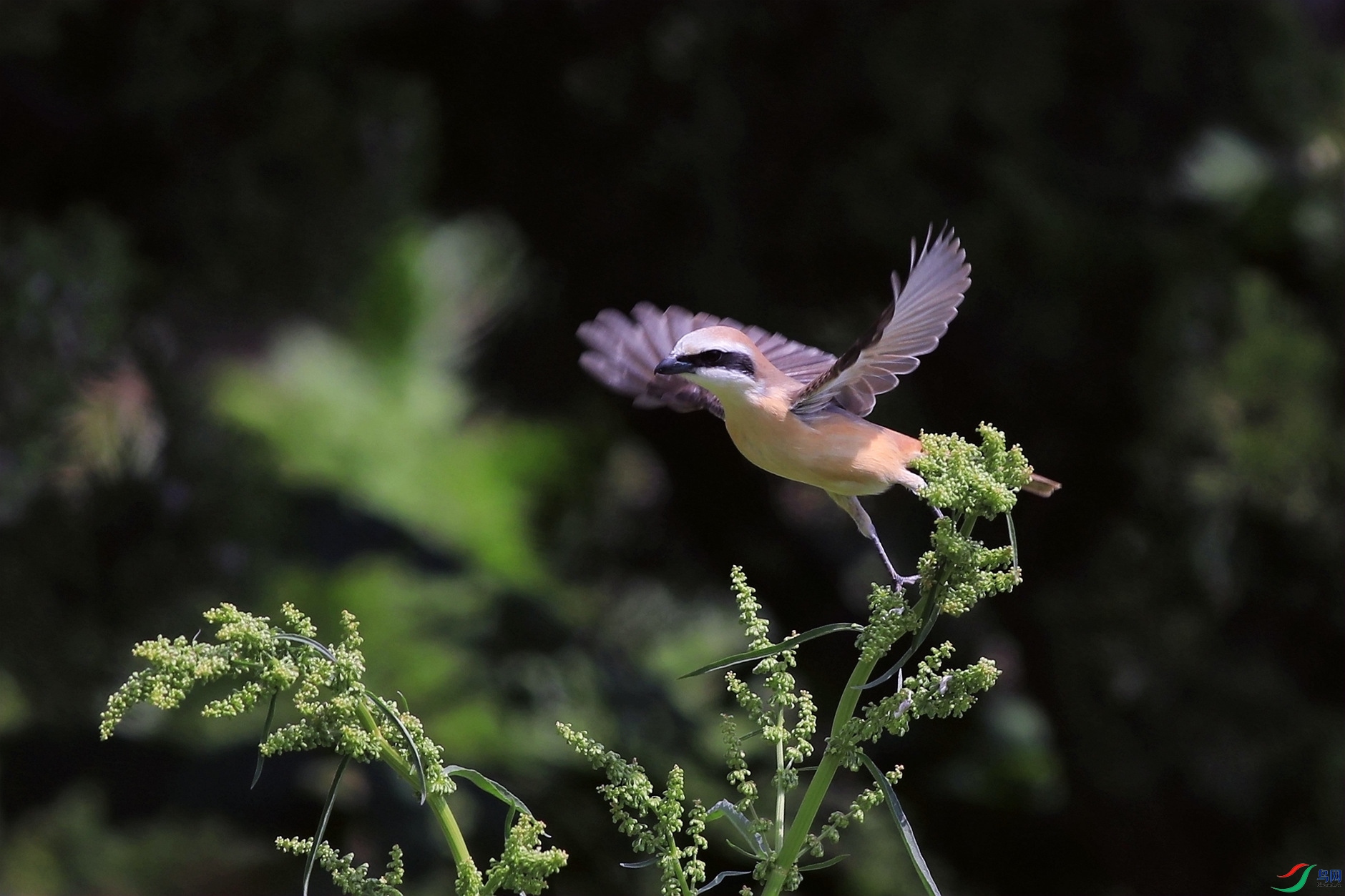 ���ĺ�β����