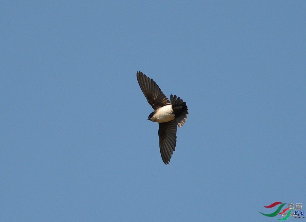 黑喉燕鸟资料图片