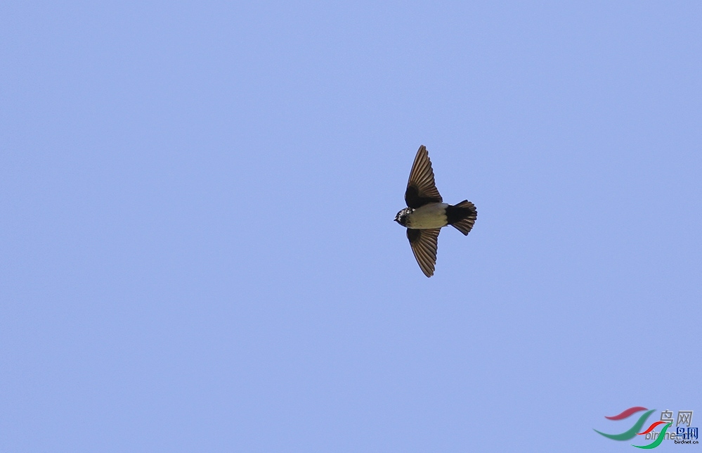 黑喉燕鸟资料图片