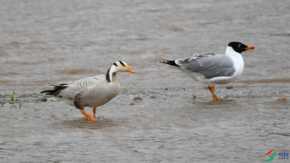 DSC_2393.jpg