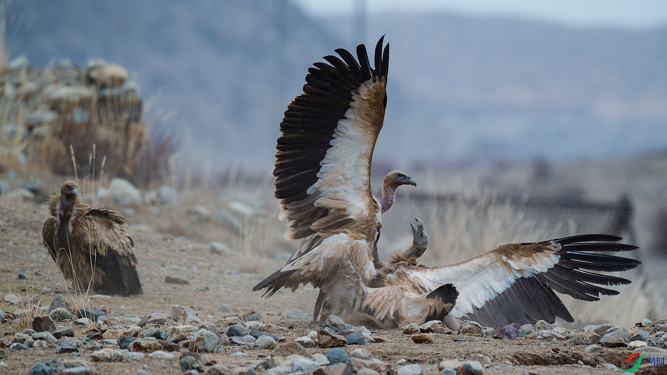 DSC_9812 - ����.jpg