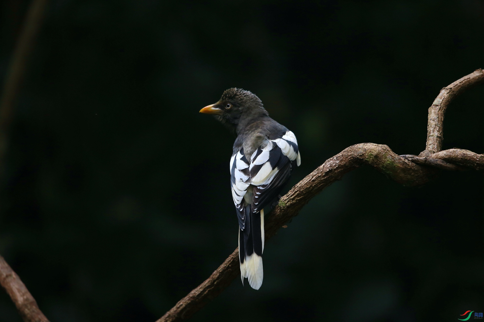 作业帖——白翅蓝鹊