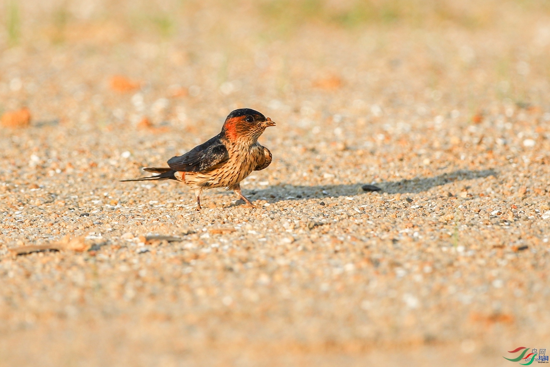 ��������  ��ʦ�������ĵ���.jpg