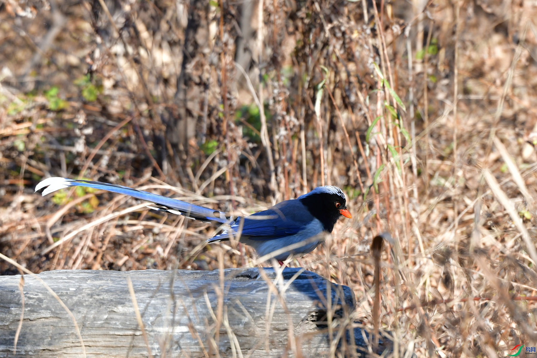 DSC_7756.jpg