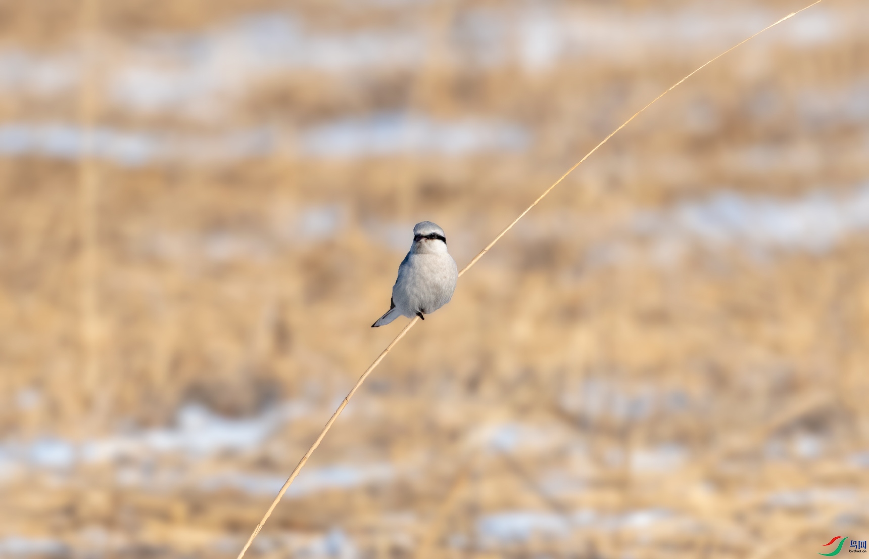 _DSC9873--.jpg