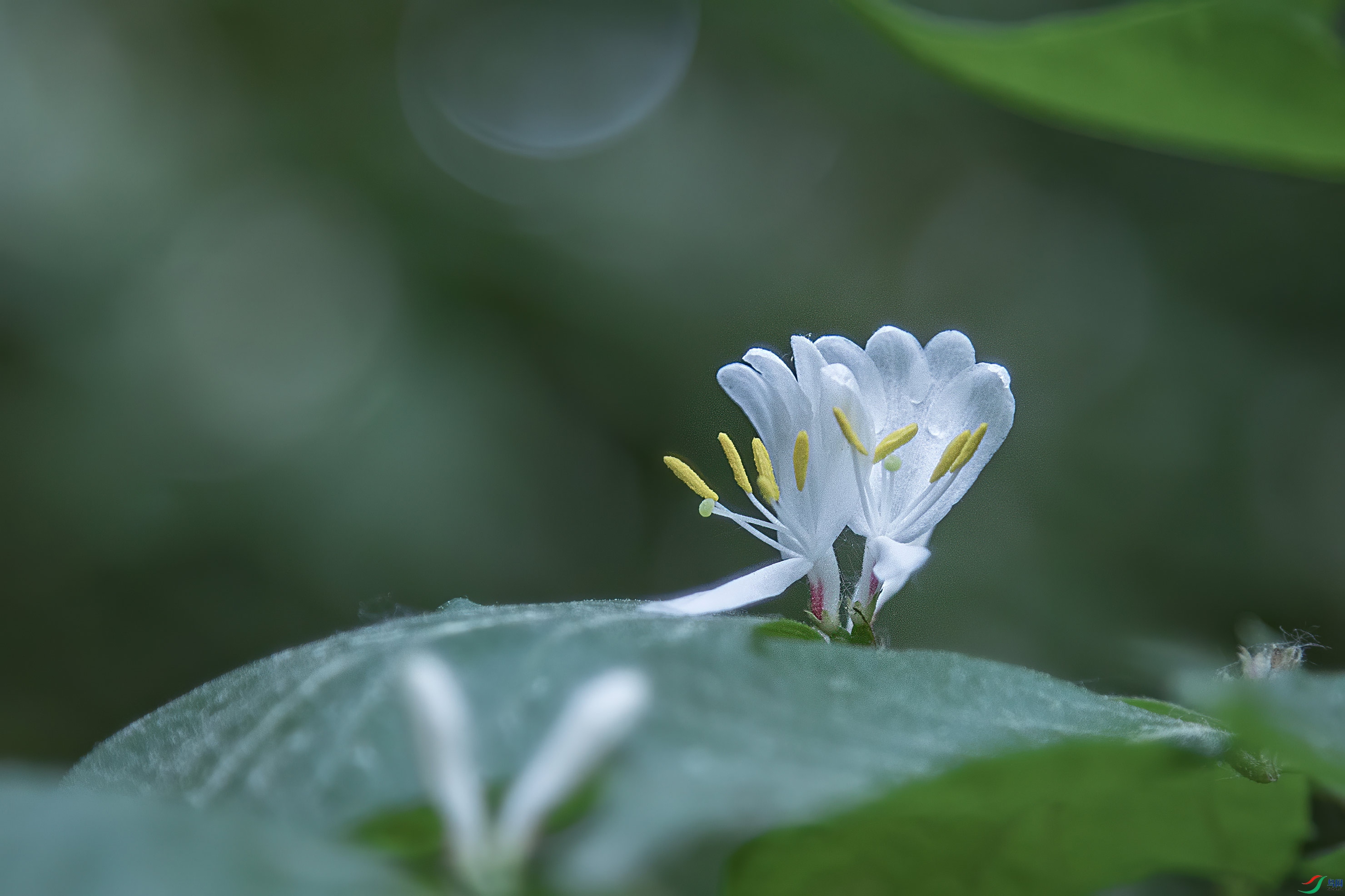 ����С��