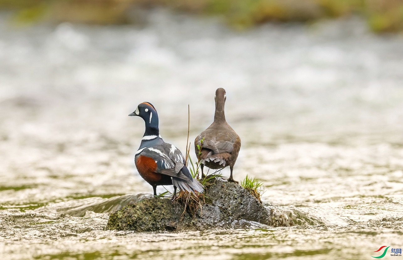 ������С��