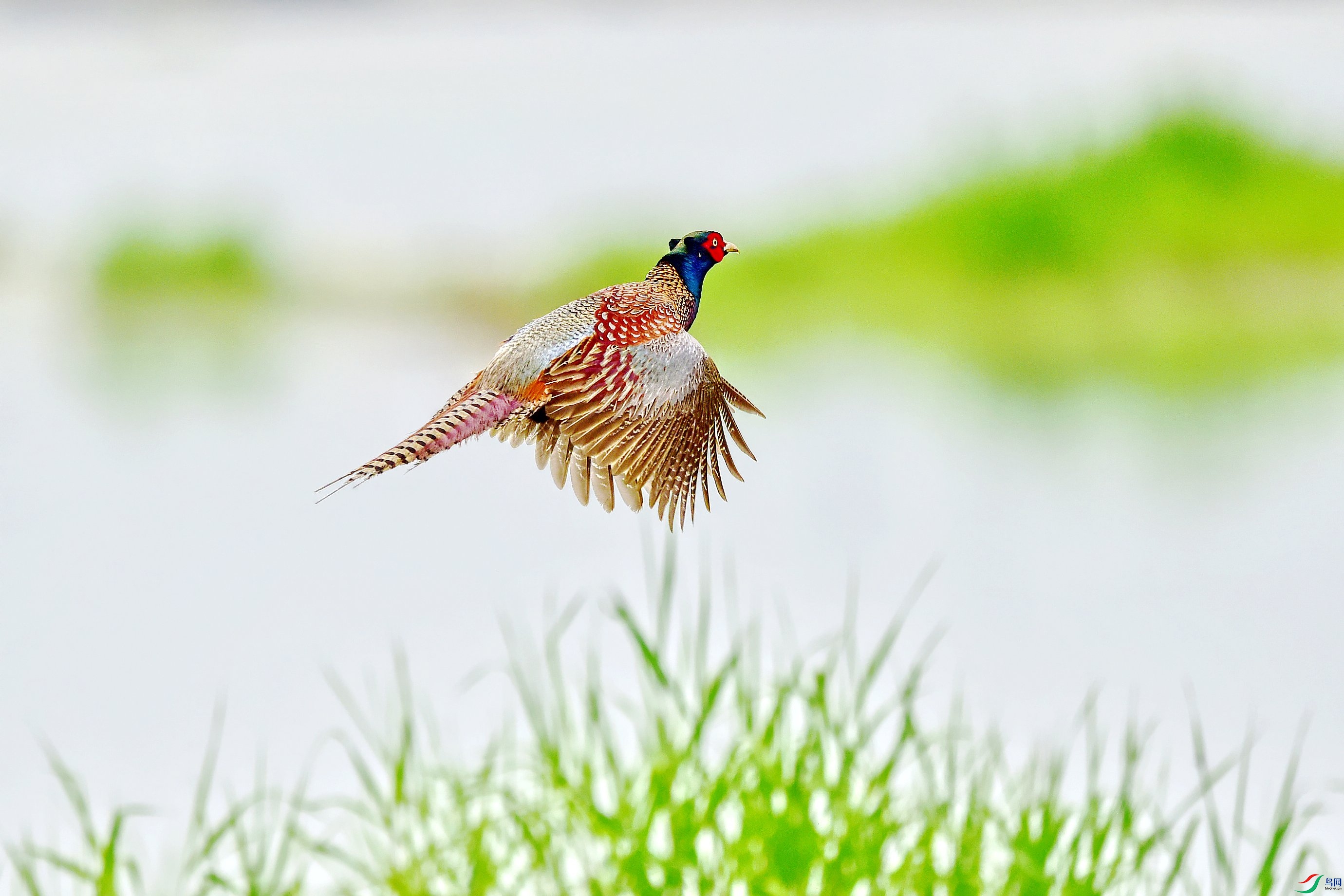 DSC_6594_conew11.jpg
