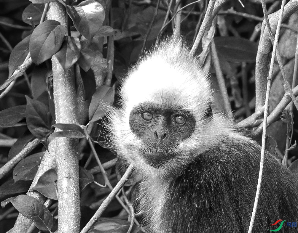 ci6w0738白头叶猴(黑白).jpg