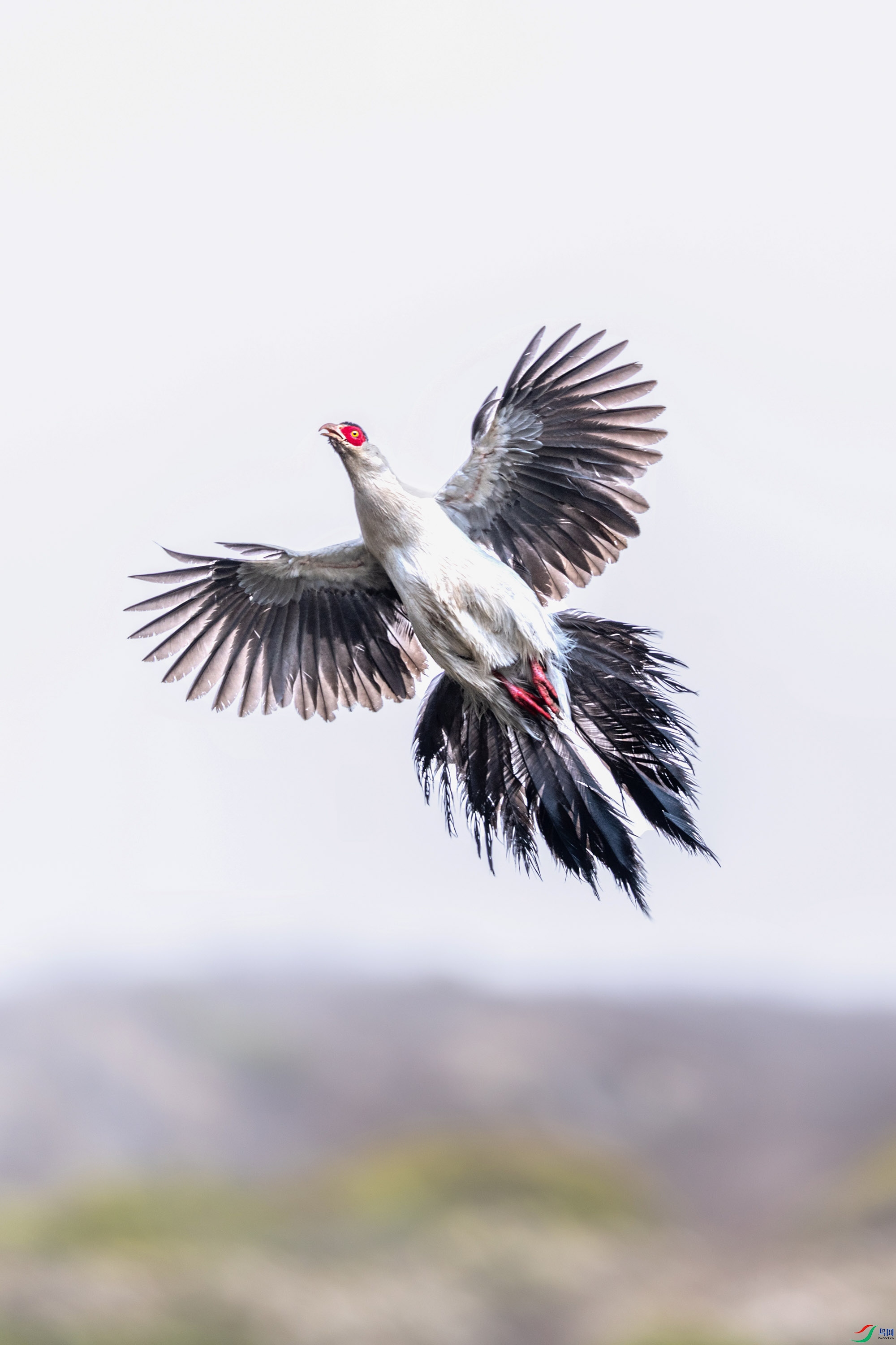 飞跃山谷的白马鸡