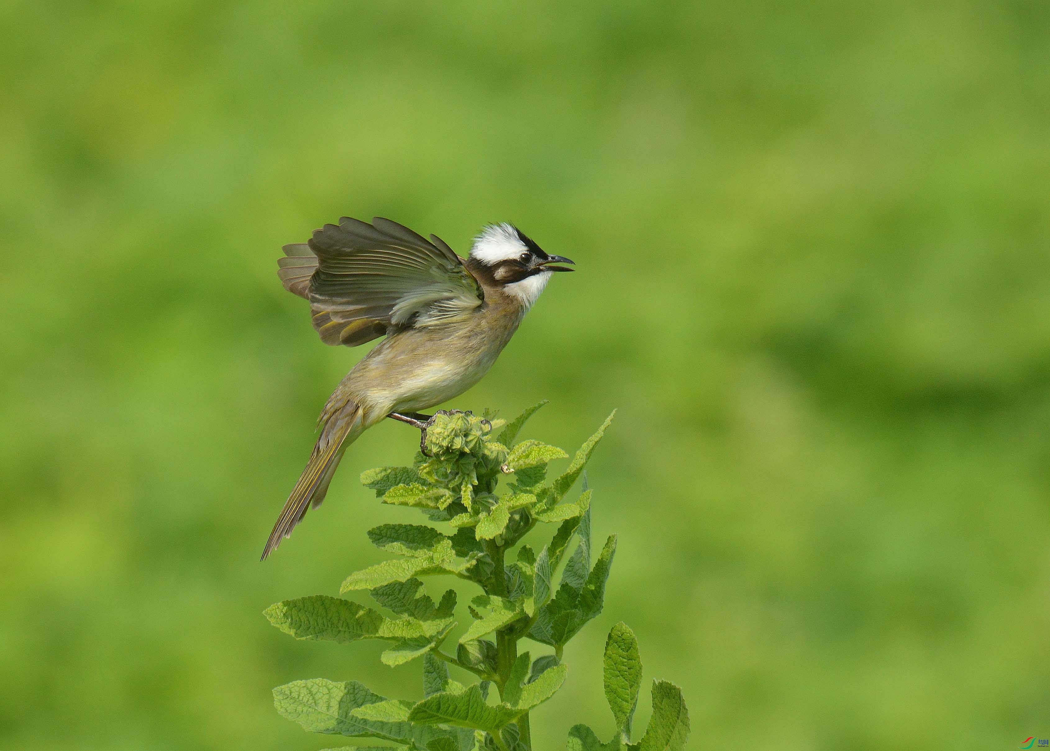 春鸟立春枝,春鸣振春羽