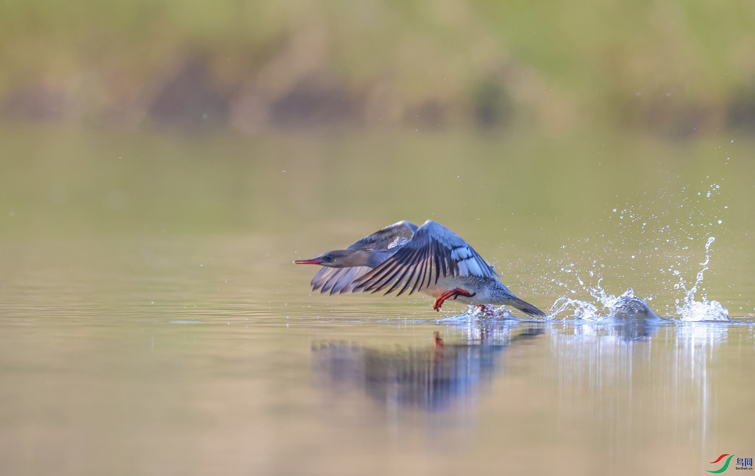 ̤������