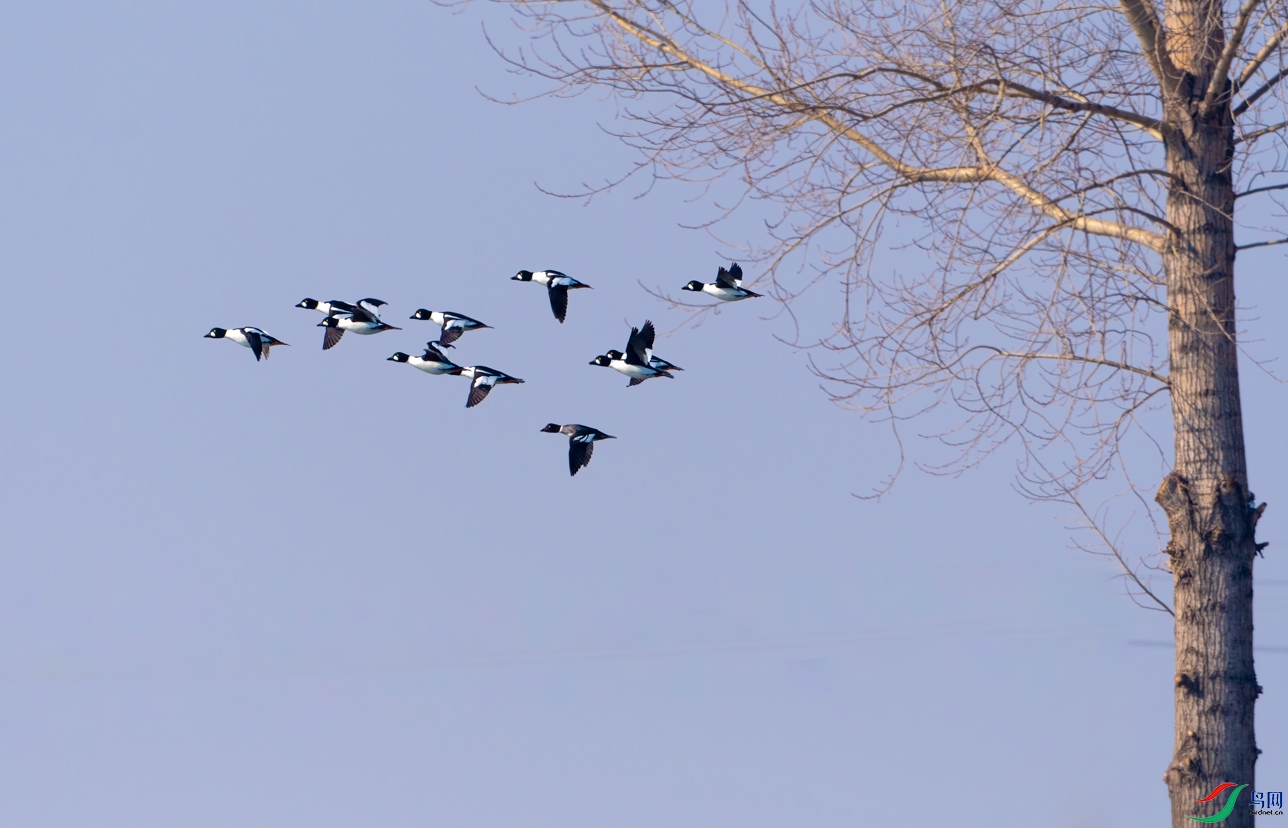 _DSC2910--�峿�����ȵѼ.jpg