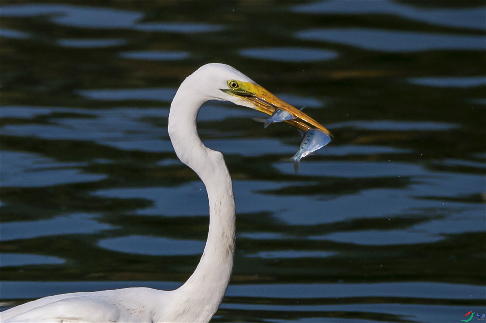 IMG_60661.jpg