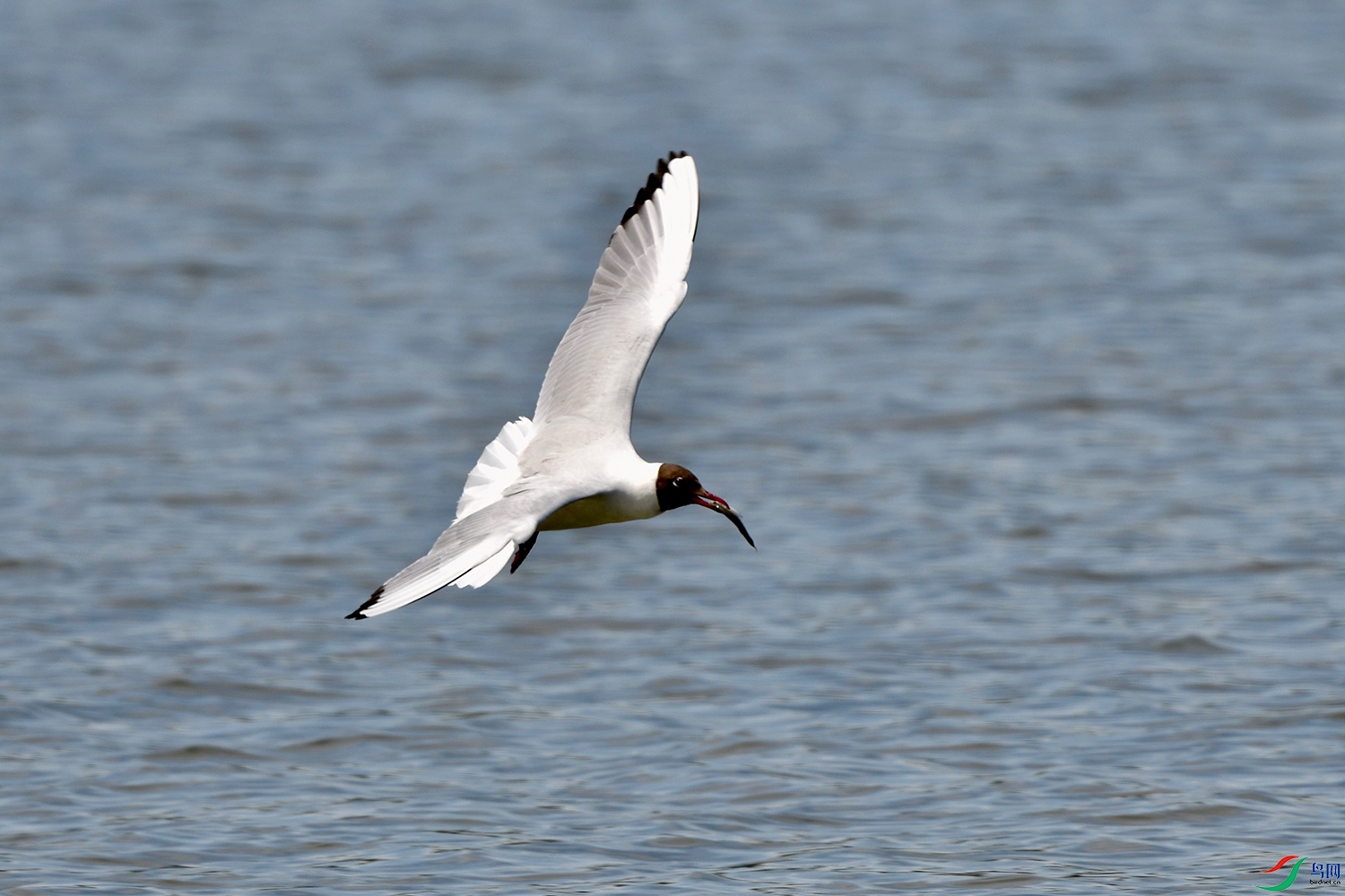 抓到鱼的黑嘴鸥