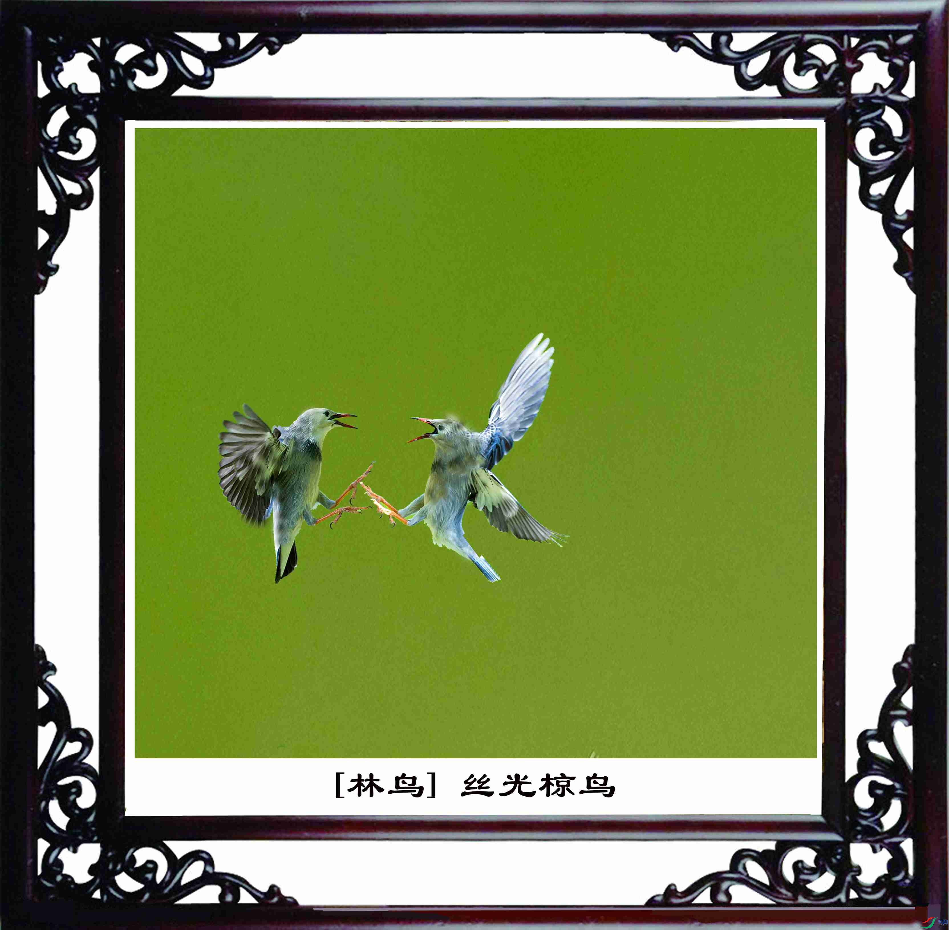 [����] ˿�����-��---1.jpg