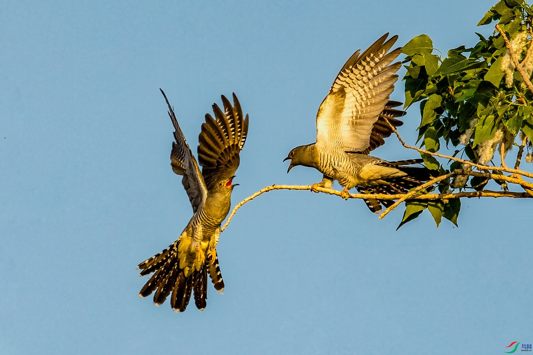 _DSC4743-1qaa.jpg