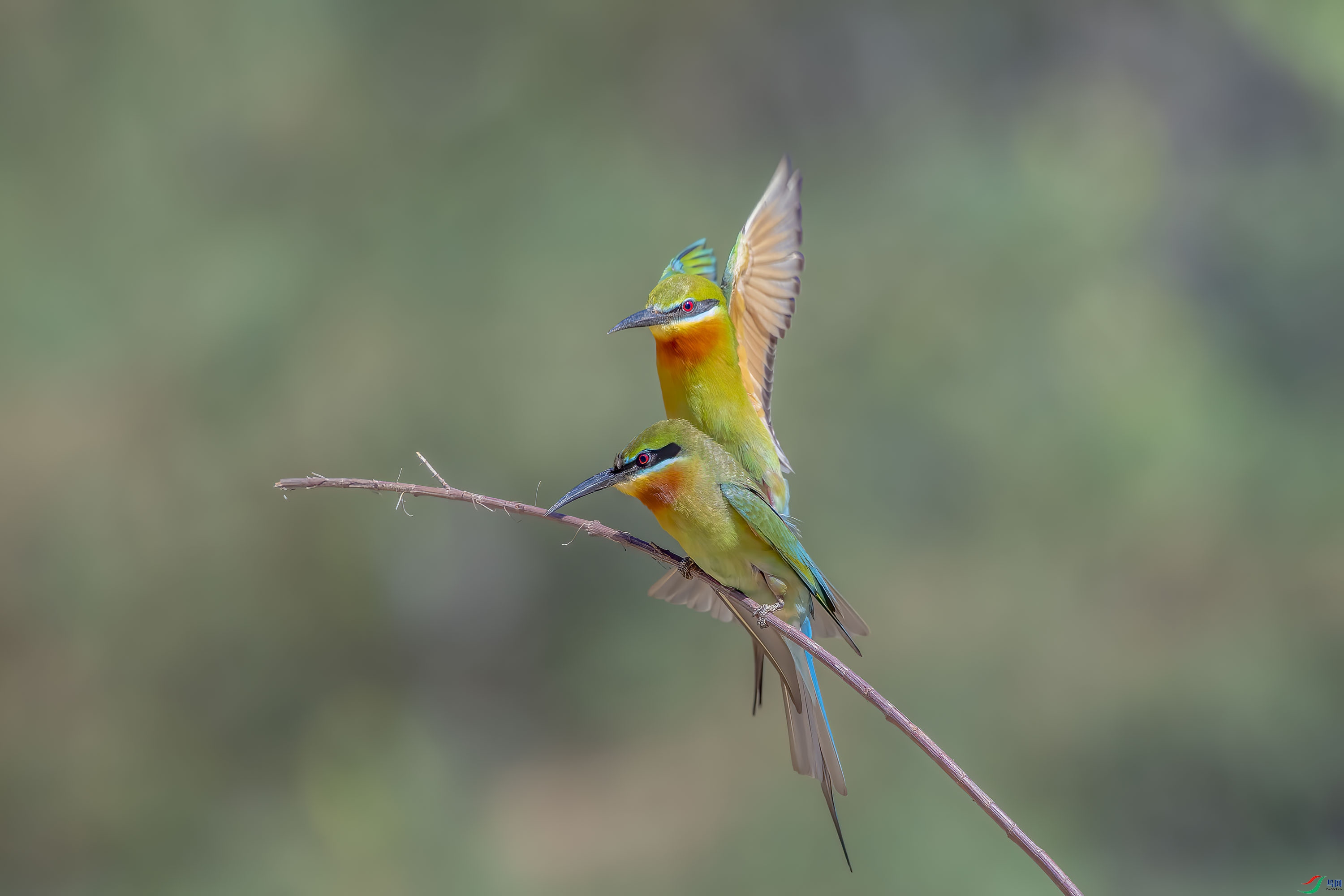 DSC_2268-2x_1.jpg