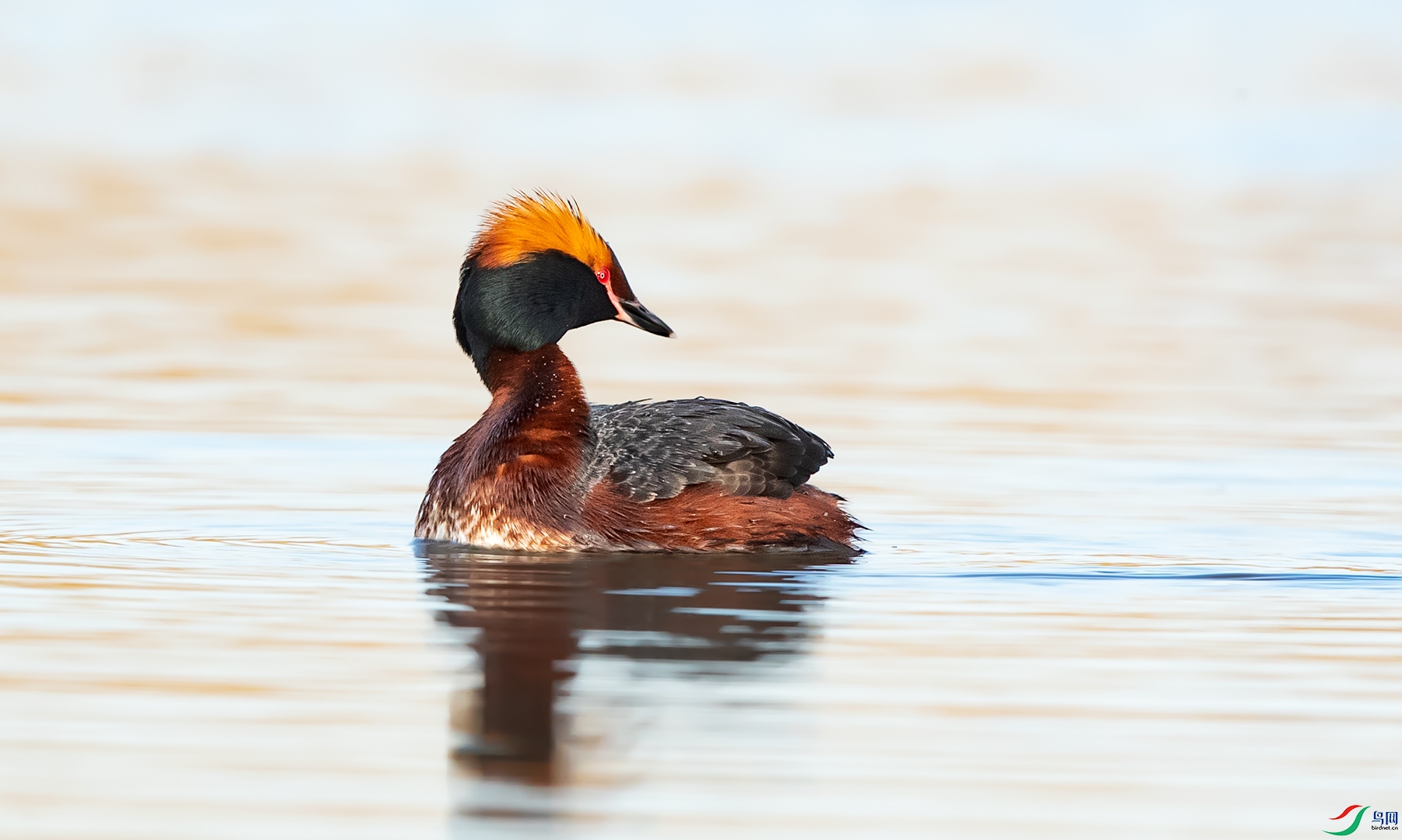 角鸊鷉(荣获本版佳作)