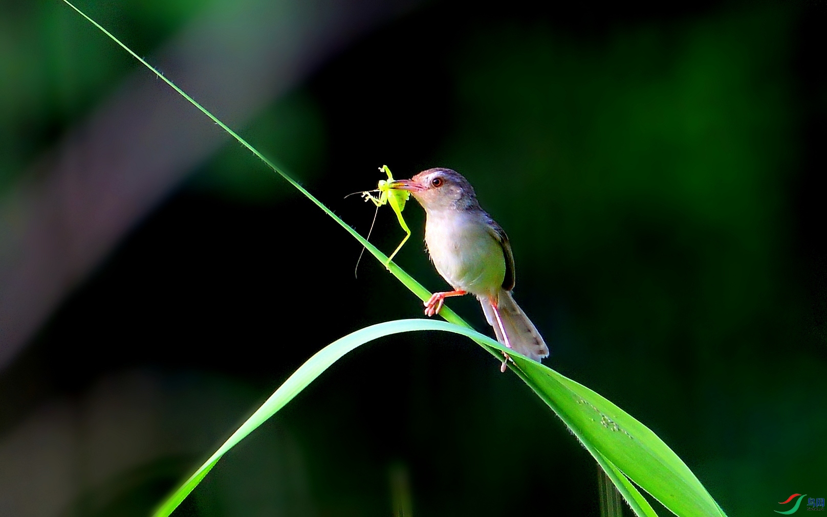DSC_1246_conew3.jpg