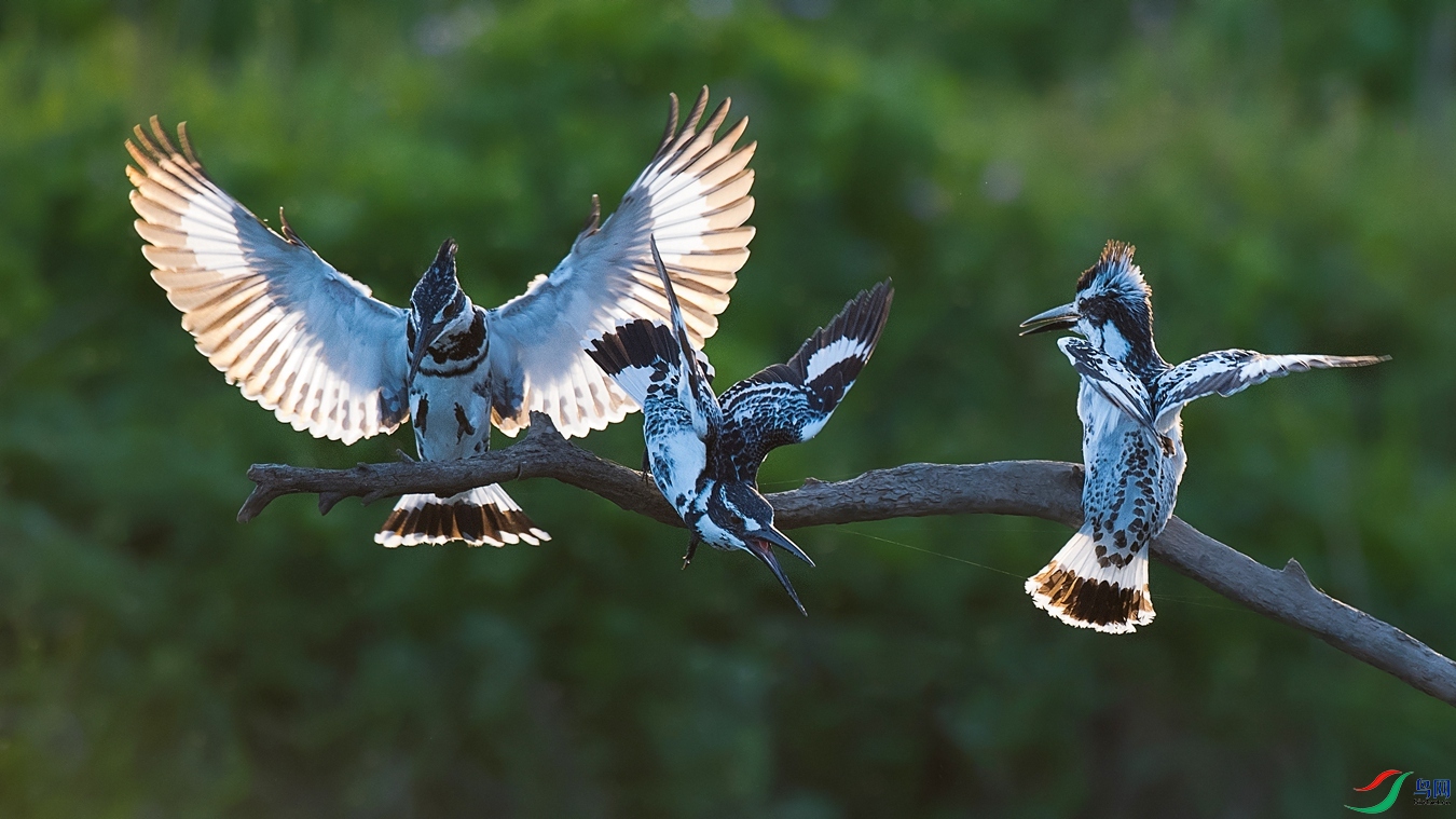 DSC1_5302 - ����.jpg