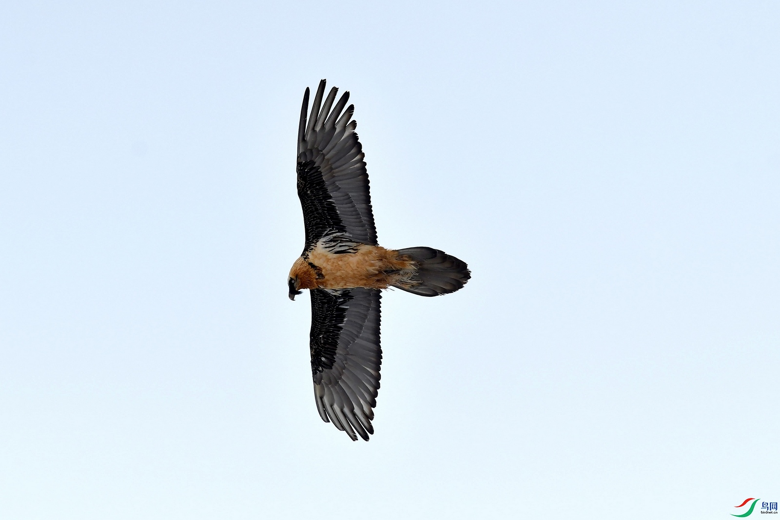 DSC_1918.JPG