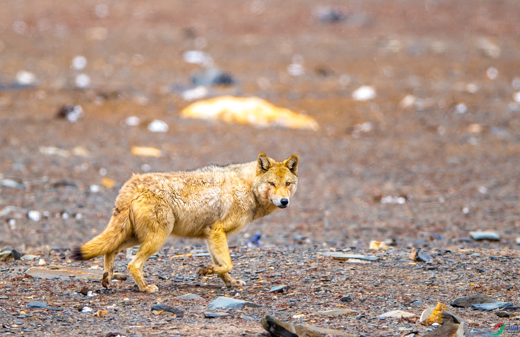 高原狼荣获本版佳作