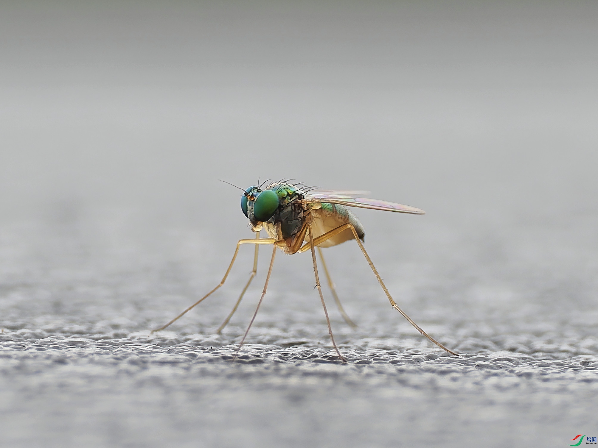P5150078-d2.jpg